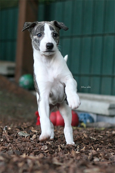 excelencia_3005_3-small.jpg