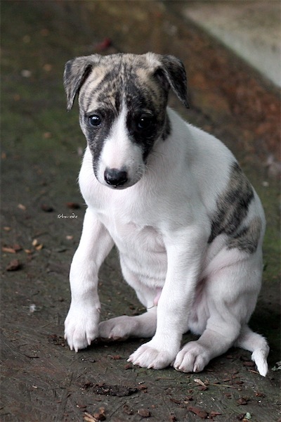 extra-edition_30_05_2012_3-small.jpg