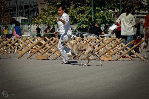2ndogs_kopar1_0787-small.jpg