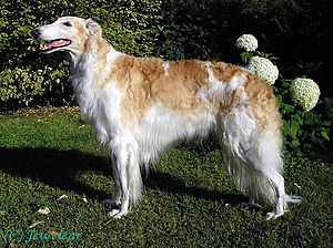 300px-borzoi_female.jpg