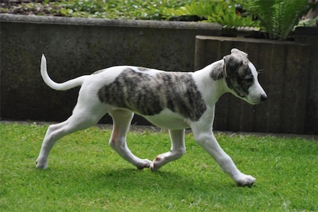 amelie_1006_1-small.JPG