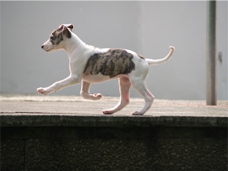 amelie_1006_5-small.JPG