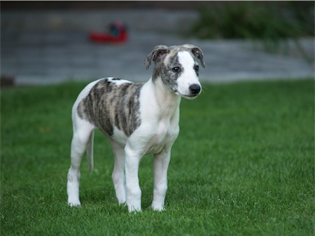 amelie_3_1706-small.JPG