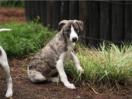 beau_1306_1-small.JPG