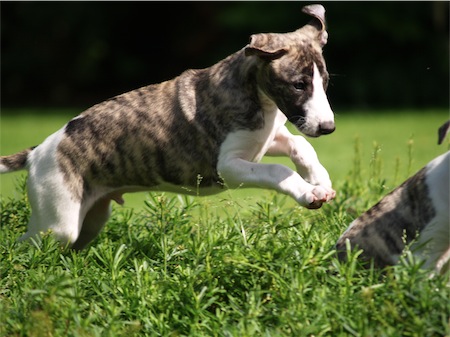 beau_1_1706-small.JPG