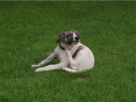 cosmo_0706_1-small.JPG