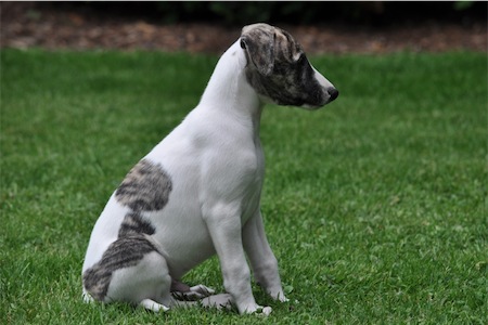 cosmo_1006_1-small.JPG
