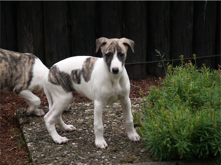 cosmo_1306_1-small.JPG