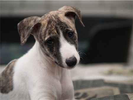cosmo_1306_2-small.JPG
