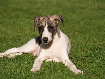 cosmo_2_1706-small.JPG