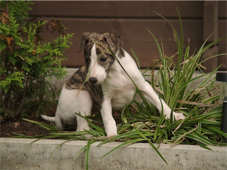 emma_0706_2-small.JPG