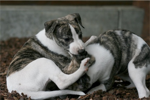excelencia_30_05_2012_23-small.jpg