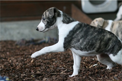 excelencia_30_05_2012_a-small.jpg