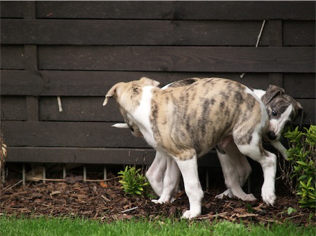 jimmy-und-emma_1306_1-small.JPG