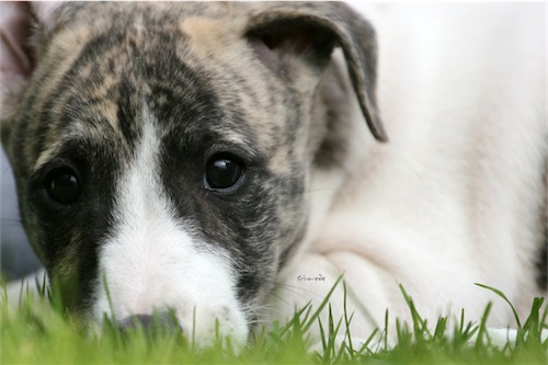 puppies_14_06_2012_8-small.jpg