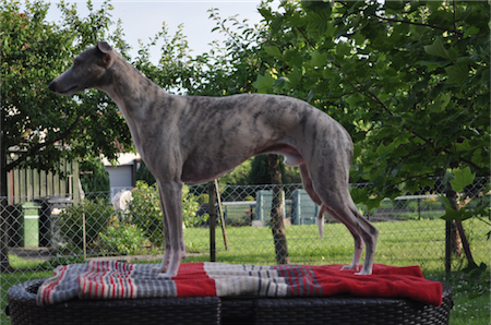 dsc_0106-small.JPG