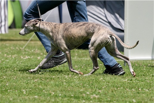 grace_1-small.jpg