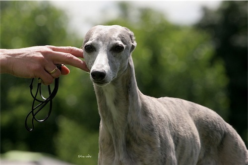 grace_2-small.jpg