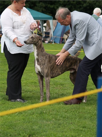 greyhound-small.JPG