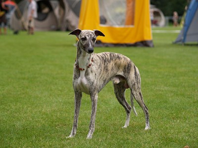 dino_05082012_1-kopie.JPG