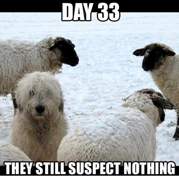 day-33-they-still-suspect-nothing-bobtail-sheepdog-and-sheep.jpg