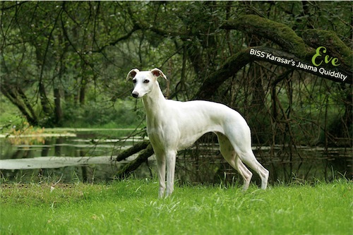 foto_eve_1-small.jpg