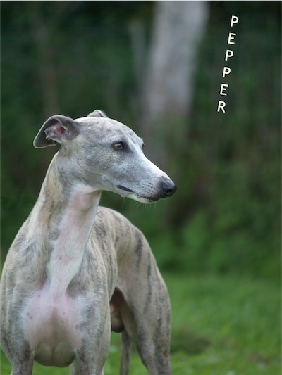 pepper_hannover_vorn_1-small.jpg