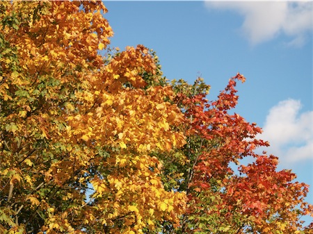 herbst_071012_1-small.JPG