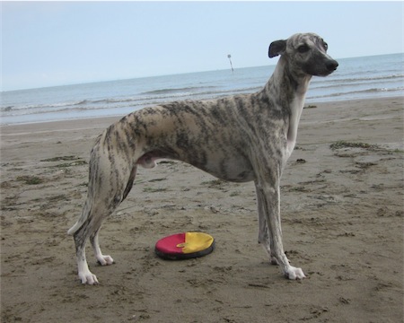 lignano-2012-025-small.JPG