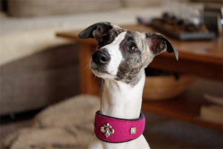 sammy_halsband-small.JPG