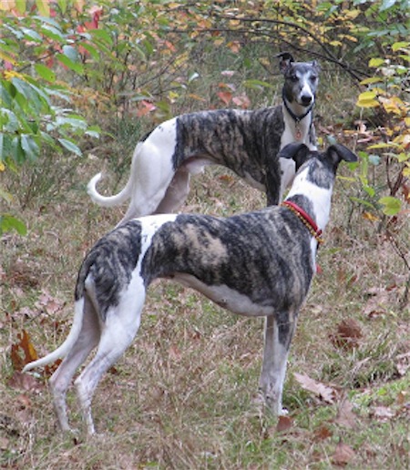 bagheera_herbst-small.jpg