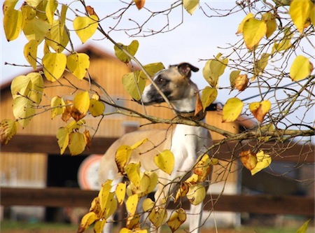 herbst-2012_4-small.jpg
