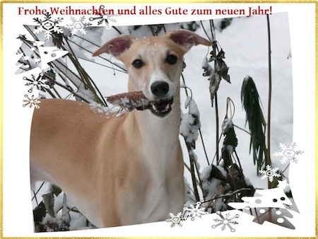foxy-schrift-small.jpg
