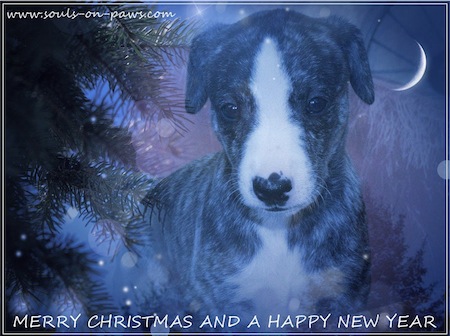 weihnachten-2012-small.jpeg
