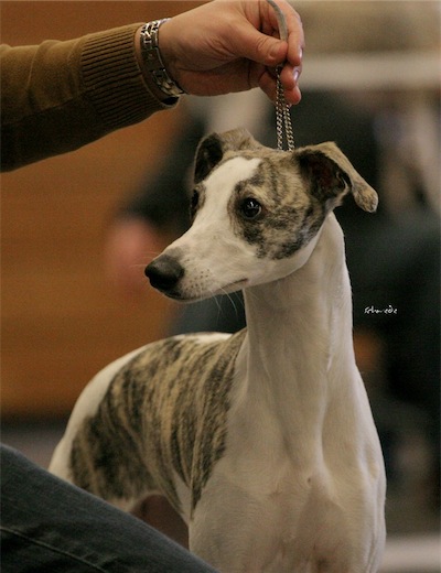amelie_26_01_2013_3_gross-small.jpg