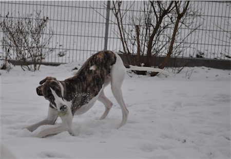 beau_schnee_2001_1-small.JPG