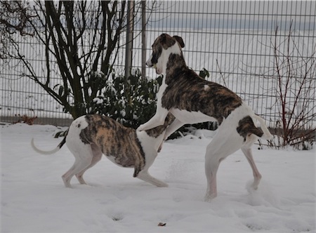 beau_schnee_2001_2-small.JPG