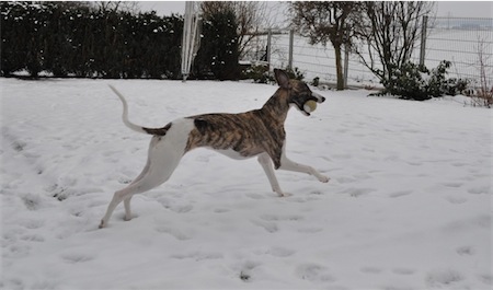 beau_schnee_2001_4-small.JPG