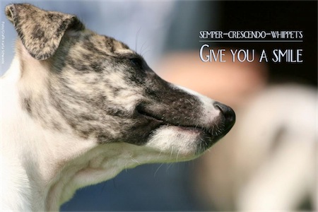 semper_crescendo_2_welpen-small.jpg
