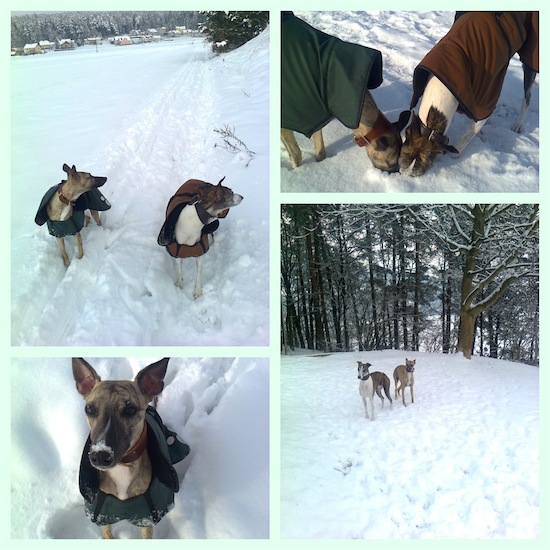 giacco_winter_2013-small.jpg