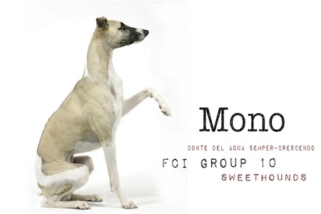 mono_sweethounds-small.jpg