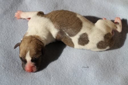 First_Choice_2_gross