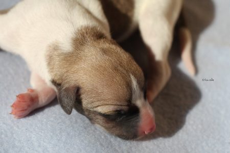 First_Choice_3_gross