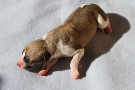 First_Knight_1_gross