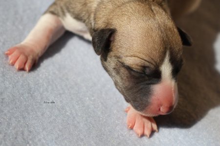 First_Knight_2_gross