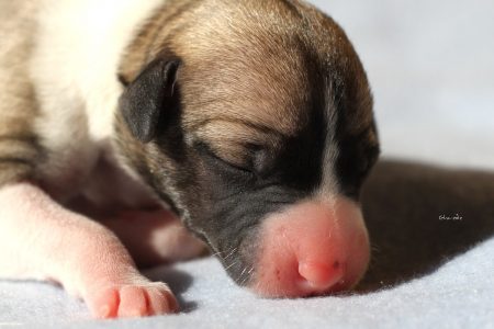 First_Litter_27_03_2013_1