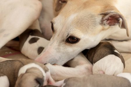 First_Litter_27_03_2013_2