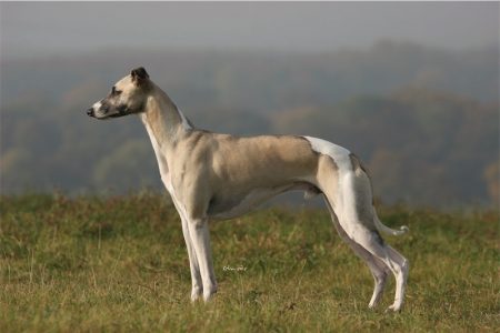 Mono_23_10_2012_2-small