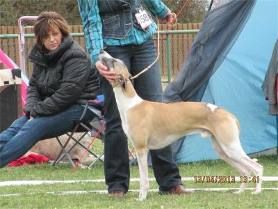 2013.04.13. -Sachsenh. 012-small