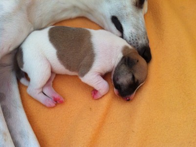 First Choice_01.04.2013